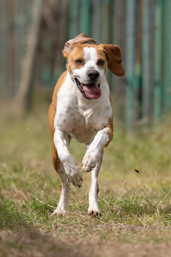 Amadeo Giovane, Stupendo Mix Pointer, Cerca Adozione 